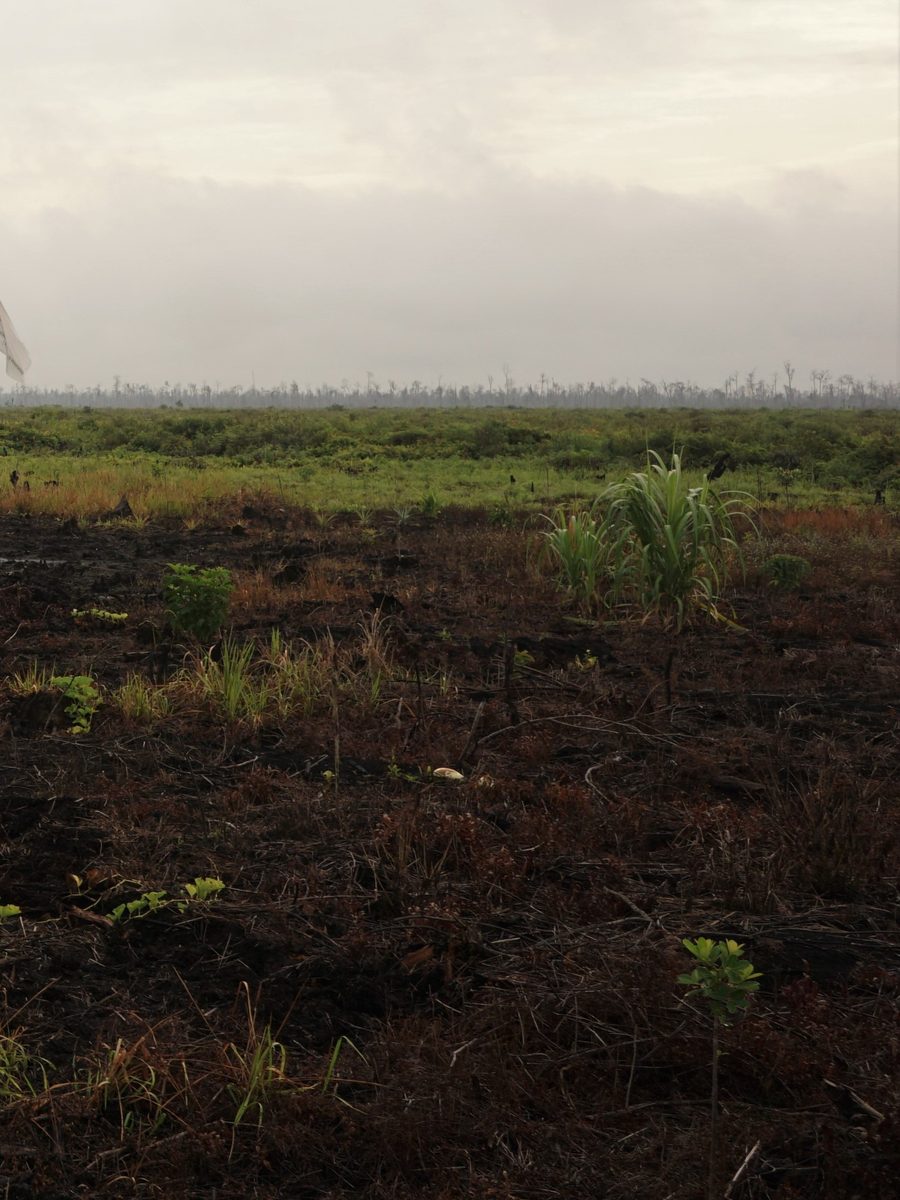 Arsip lahan gambut terbakar di Sumatera Selatan, dipotret Gambut Pratama pada 22 November 2016; bukan dokumentasi pelantikan BPGMN.